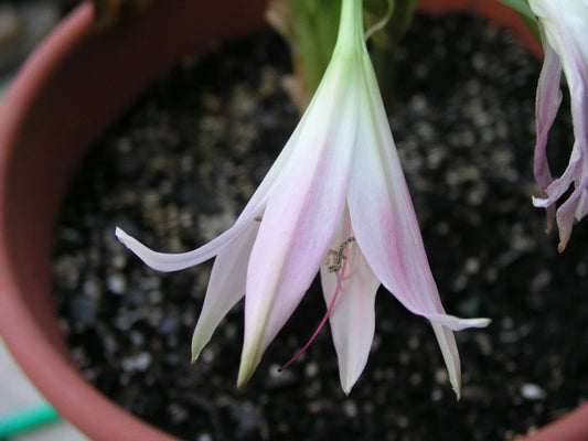 Crinum Lily Cruella – Garden Flower Seeds
