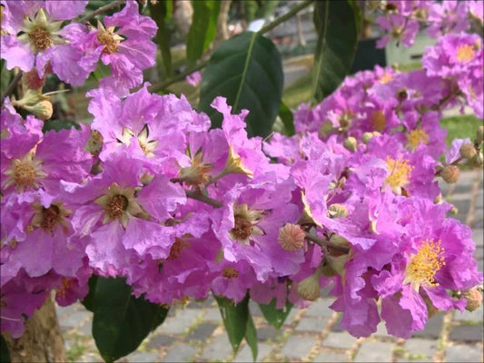 Queen Crape Myrtle Lagerstroemia Speciosa Flowering Tree Seeds
