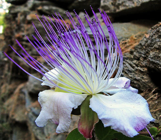 Caper Bush Capparis Spinosa – Edible Herb Garden Seeds