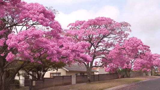 Pink Poui Tabebuia Rosea – Flowering Tropical Tree Seeds