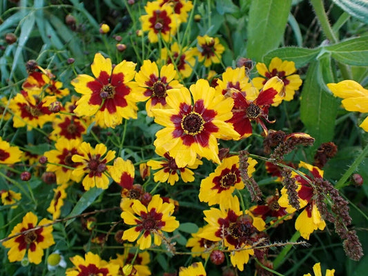 Plains Coreopsis Coreopsis Tinctoria Hardy Perennial Flower Seeds