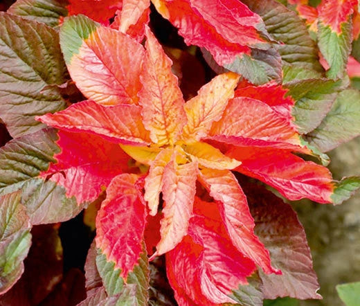Amaranthus Illumination Amaranthus Tricolor – Colorful Garden Flower Seeds