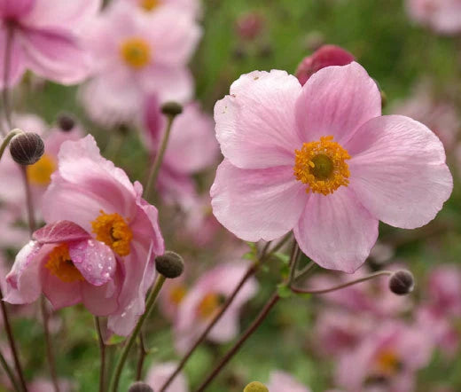 Anemone Anemone Hupehensis – Pink Saucer Flower Seeds