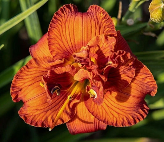 Orange You Lucky Daylily Hemerocallis Hardy Perennial Flower Seeds