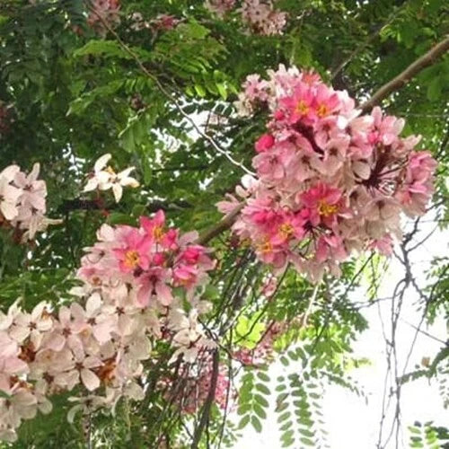 Pink Shower Cassia Javanica Fragrant Flowering Tropical Tree Seeds