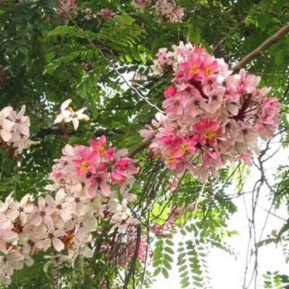 Pink Shower Cassia Javanica Fragrant Flowering Tropical Tree Seeds