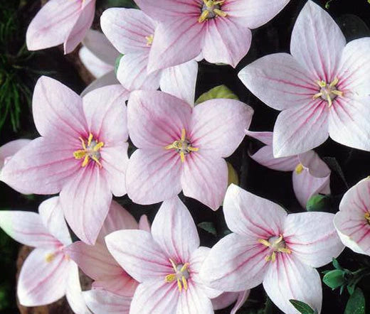 Balloon Flower Rose Platycodon Grandiflorus – Perennial Garden Flower Seeds