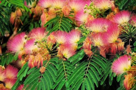 Mimosa Silk Tree, Albizia Julibrissin, Seeds (fast, Hardy, Showy, Fragrant) Image