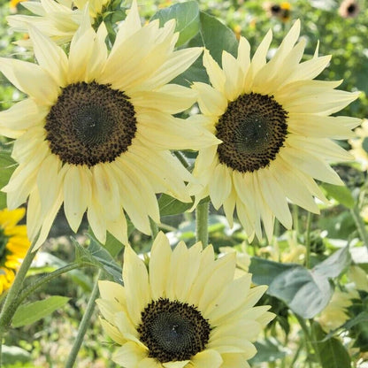 Buttercream Sunflower Helianthus Annuus – Colorful Garden Flower Seeds