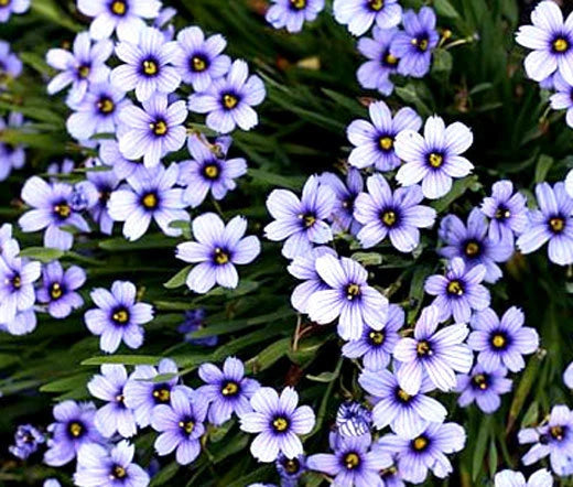 Blue Eyed Grass Sisyrinchium Bellum – Perennial Garden Flower Seeds