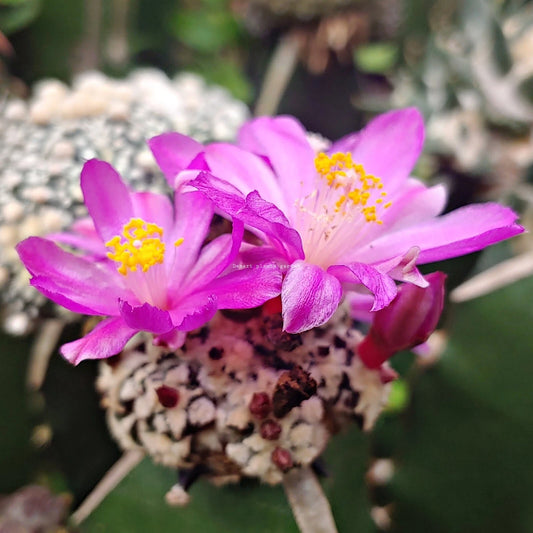 Ariocarpus Kotschoubeyanus Hardy Cactus Garden Seeds