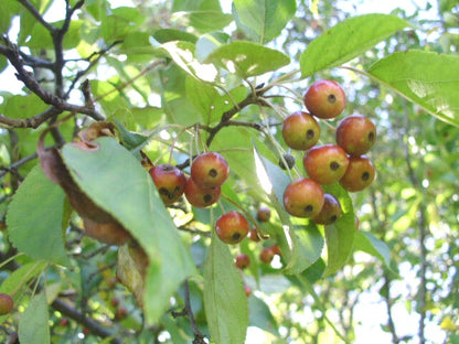 Silver Moon Crab Apple Malus – Flowering Fruit Tree Seeds