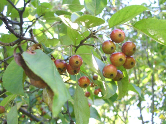 Silver Moon Crab Apple Malus – Flowering Fruit Tree Seeds