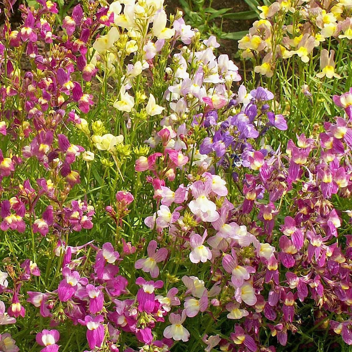 Northern Lights Mixed Snapdragon – Garden Flower Seeds