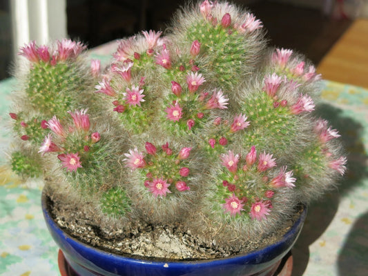 Powder Puff Pincushion Mammillaria Bocasana Decorative Cactus Seeds