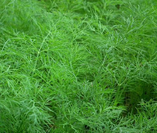 Dill Bouquet Anethum Graveolens – Aromatic Culinary Herb Garden Seeds