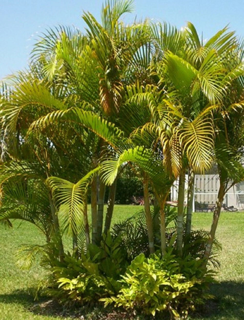 Areca Butterfly Palm Dypsis Lutescens – Indoor Houseplant Seeds