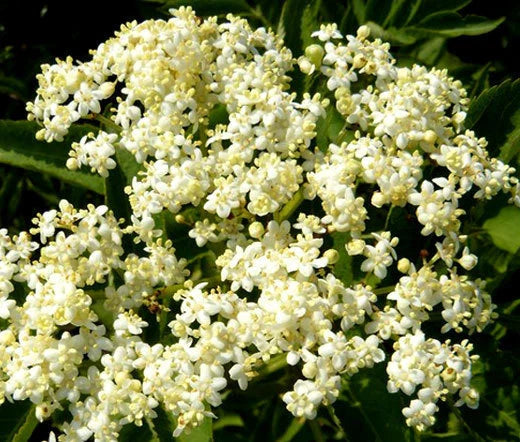 Butterfly Weed White Asclepias Incarnata – Perennial Garden Flower Seeds