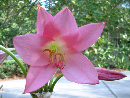 Crinum Lily Eagle – Garden Flower Seeds for Planting