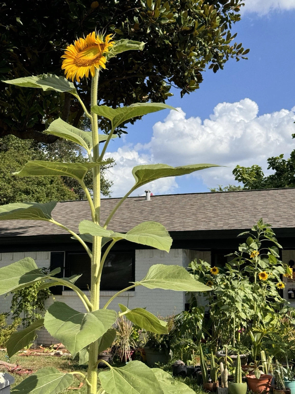 Giant Titan Sunflower – Extra Large Bloom Flower Seeds