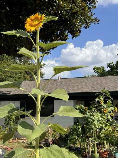 Giant Titan Sunflower – Extra Large Bloom Flower Seeds