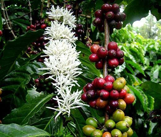 Coffee Coffea Arabica Nana – Indoor Coffee Plant Seeds
