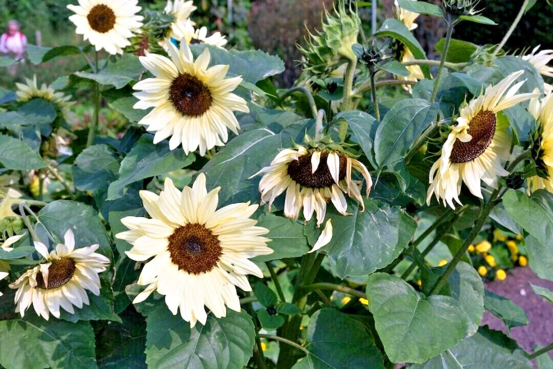 Buttercream Sunflower Helianthus Annuus – Colorful Garden Flower Seeds
