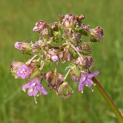Wild Four OClock – Hardy Wildflower Garden Seeds