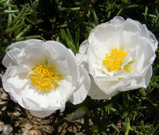 Moss Rose White Portulaca Grandiflora – Colorful Garden Flower Seeds