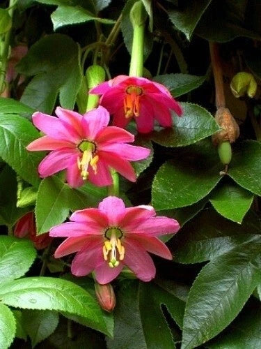 Banana Passion Passiflora Mollissima – Climbing Fruit Vine Seeds