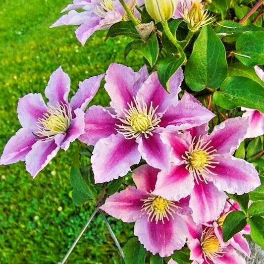 Piilu Clematis – Climbing Perennial Flower Seeds