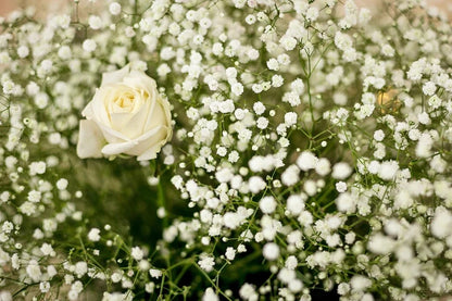 Babys Breath White Gypsophila Elegans – Hardy Garden Flower Seeds