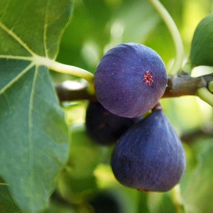 Fig Tree Ficus Carica – Sweet Fruit Garden Seeds
