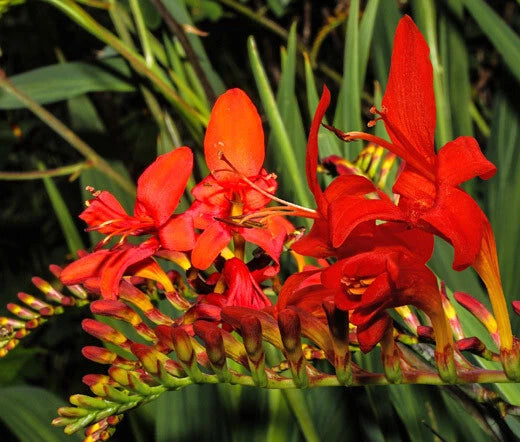 Crocosmia Paniculata Zigzag Hardy Flower Garden Seeds