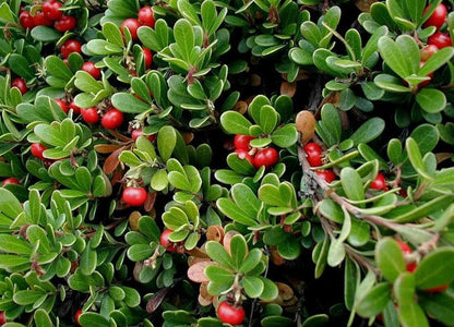 Bearberry Arctostaphylos – Hardy Fruit Bearing Ground Cover Seeds