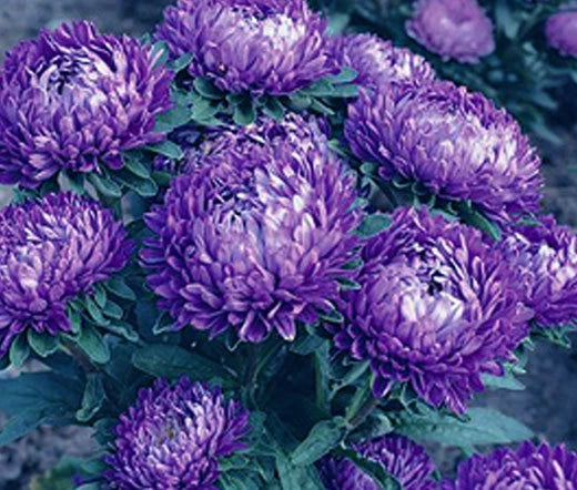 Aster Milady Blue Dwarf Callistephus Chinensis – Colorful Garden Flower Seeds