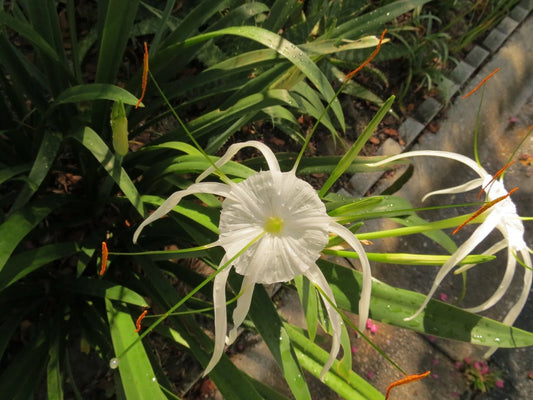 Hymenocallis Large Blooming-Size Bulb