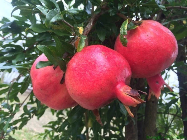 Punica Granatum Seeds Pomegranate Edible Fruit Shrub Tree Ornamental Bonsai Flower Seeds for Home and Garden