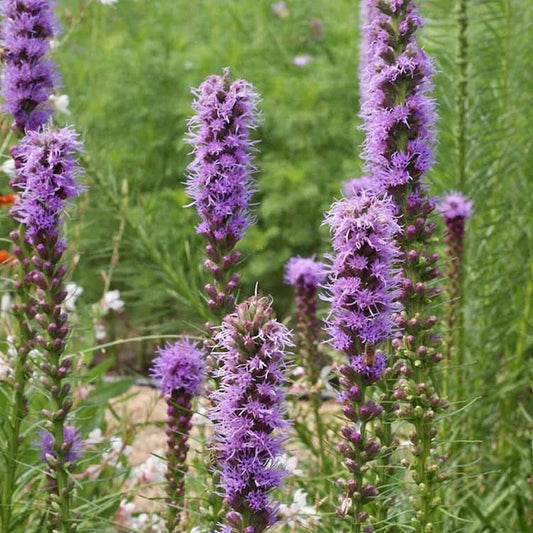 Marsh Blazing Star Liatris Spicata – Colorful Wildflower Garden Seeds