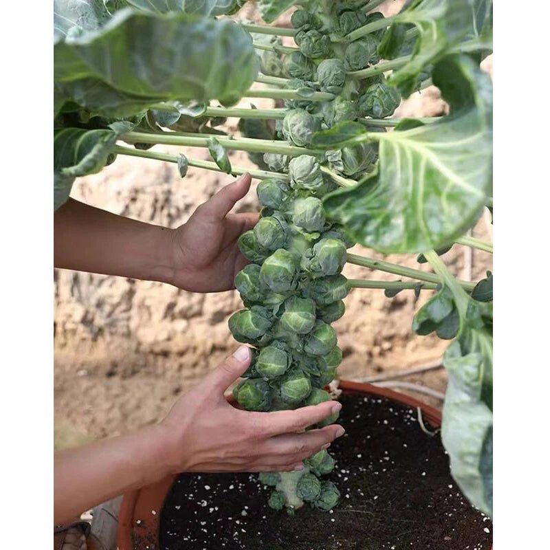 Brussels Sprout Cabbage Green Vegetable Seeds For Planting