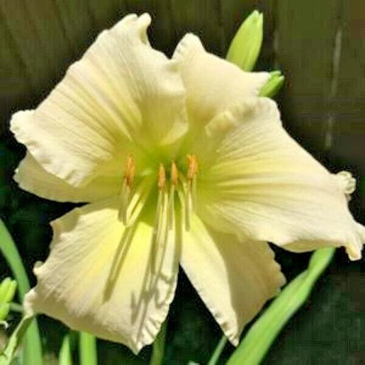 Coconut Lime Twist Daylily Hemerocallis – Perennial Flower Seeds