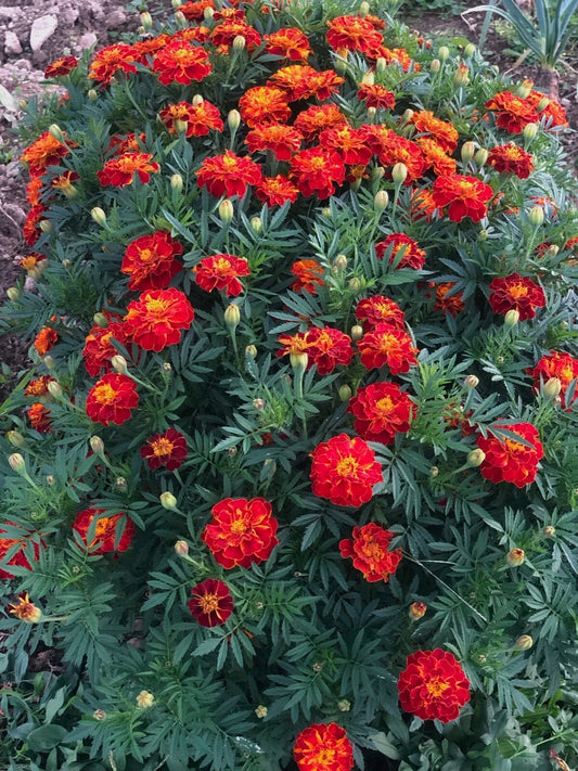 Marigold Tangerine Mix – Orange Brown Flower Seeds