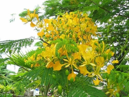 Yellow Golden Poinciana Delonix Regia Flavida Hardy Tropical Tree Seeds