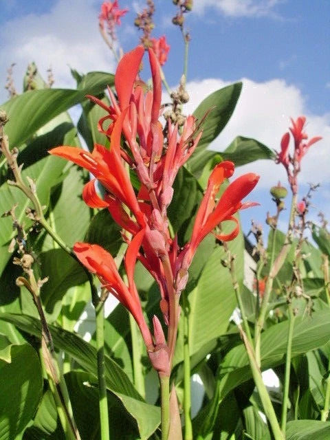 Red Flowered Green Leaved Canna Perennial Flower Seeds