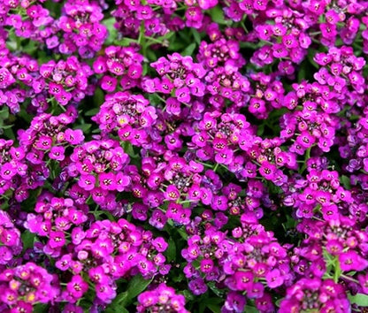 Alyssum Purple Royal Carpet Lobularia Maritima – Perennial Groundcover Flower Seeds