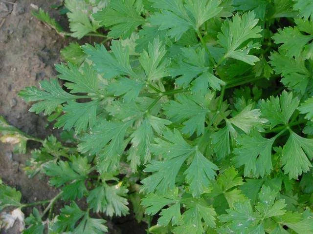 Parsley Seeds Dark – Garden Herb Seeds for Planting