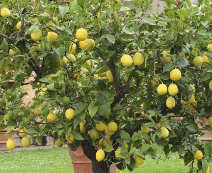Citrus Medica – Fragrant Citron Evergreen Fruit Tree Seeds