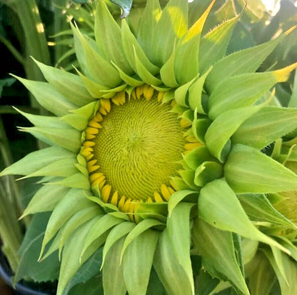 Sunfill Green Double Sunflower Helianthus Annuus Large Bloom Flower Seeds