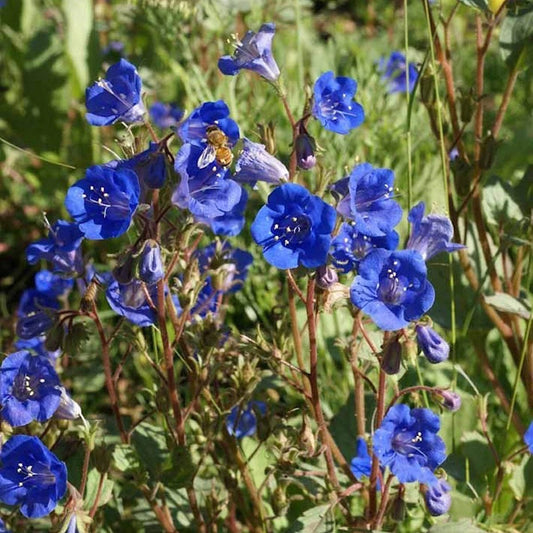 California Bluebell – Colorful Wildflower Garden Seeds