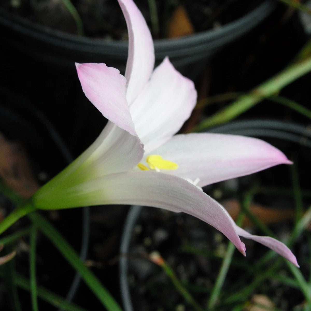 Zephyranthes Pleased As Punch – Pink Rain Lily Bulb Seeds